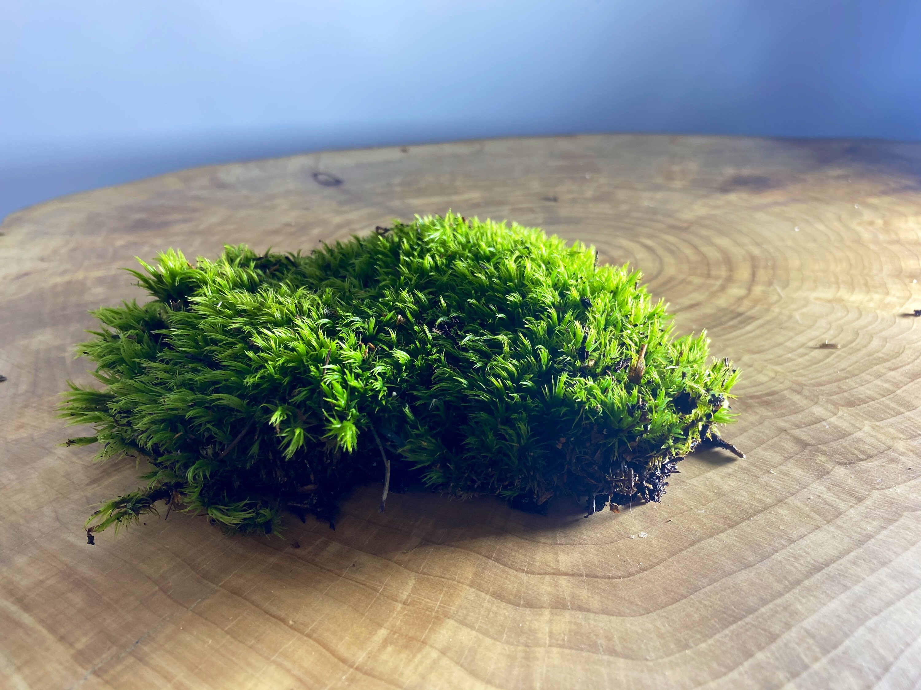 Moss. Sphagnum moss for terrariums. Wild green moss. Terrarium Etsy