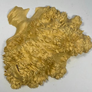 Maple burl. Burl cap. Wood turning. Live Edge Wood. Burl. Wood Slab. Wood piece. Epoxy. Resin. Burl piece. Stabilisation. Burl art