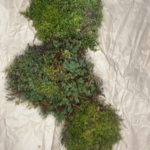 Peut inclure: Gros plan sur un ensemble de mousse verte et de petites plantes. La mousse est d'un vert vif, avec des zones plus sombres. Les plantes ont une teinte bleu-vert. La mousse et les plantes sont disposées sur une surface de papier froissé brun clair.