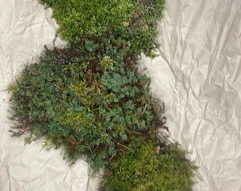 Variété de mousse vivante | Plantes féeriques pour jardins et terrariums