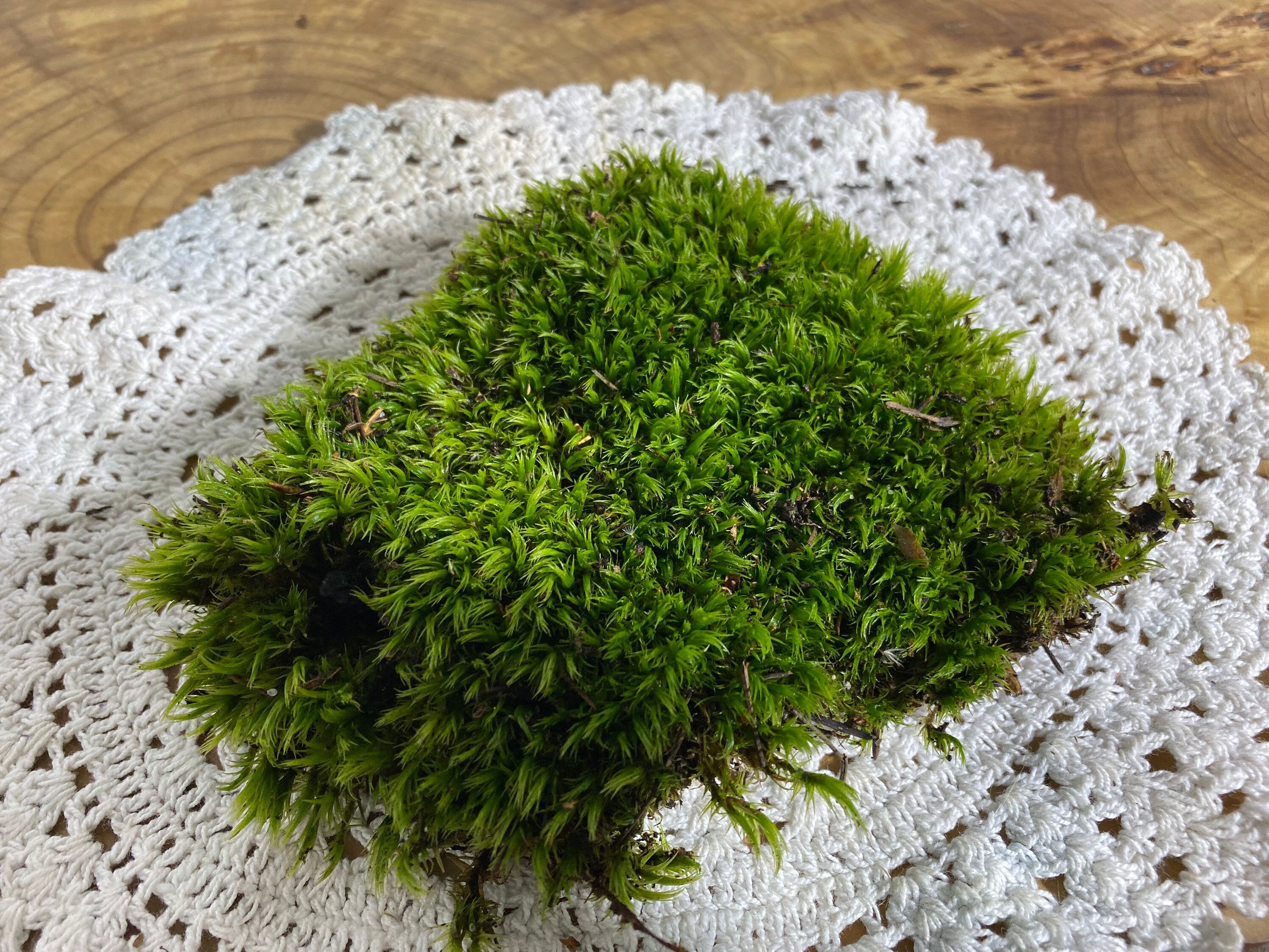 Moss. Sphagnum moss for terrariums. Wild green moss. Terrarium Etsy
