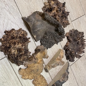 Mixed wood burl set. Burls. Burl pieces. Burl blanks. Resin casting. Stabilisation. Burl caps. Burl Blocks. Woodworking. Live edge wood