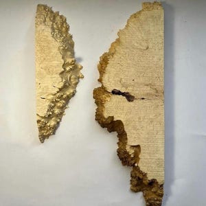 Set of burl wood. Burl wood. DIY crafts. Dried burl slabs. Woodworking. Epoxy. Resin casting. Stabilisation. Maple burl. Wooden art