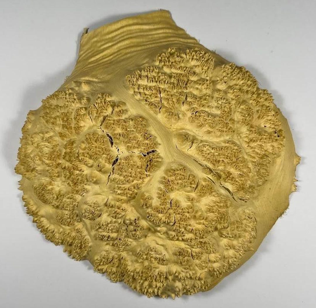 Acacia Burl. Woodworking Burl. Epoxy Craft. Live Edge Wood. Burl Wood. Burl Slab. Dried Wood ...