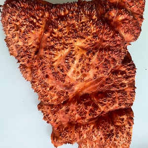 Burl wood. Burl slab. Alder wood. Wood turning. Live Edge Wood. Burl. Wood Slab. Wood piece. Epoxy. Resin. Burl piece. Stabilisation. Burl