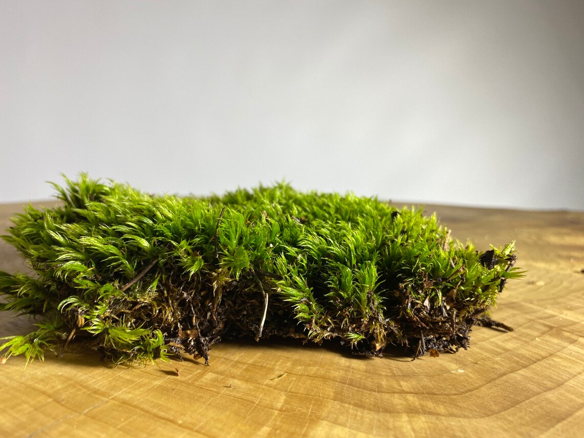 Moss. Sphagnum moss for terrariums. Wild green moss. Terrarium Etsy