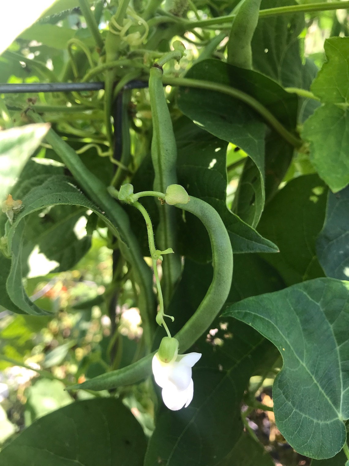 Green Bean Pole Bean Blue Lake Non GMO Naturally Grown Etsy