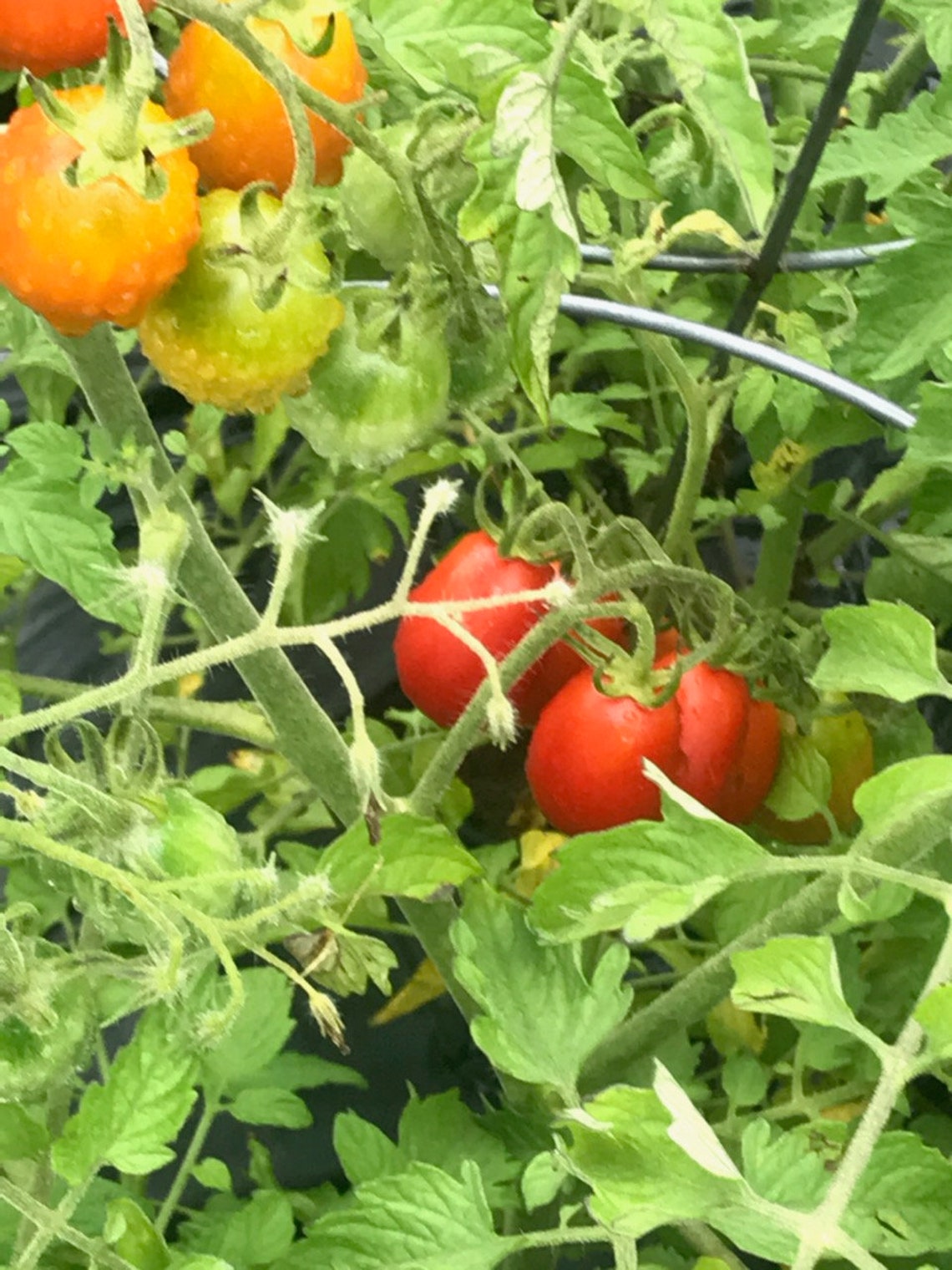 Sweet Red Cherry Tomato Heirloom Non GMO Naturally Grown Etsy