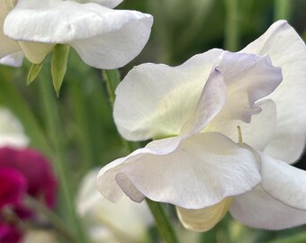 Old Times Sweet Pea Organic  - 25 seeds