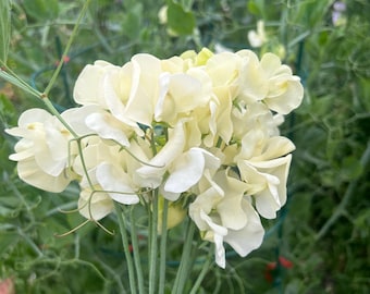 Spencer Ice Cream Sweet Pea Seeds, 30 Count, Creamy Ivory White