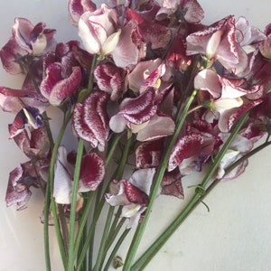 May include: A bouquet of purple and white sweet pea flowers with green stems.