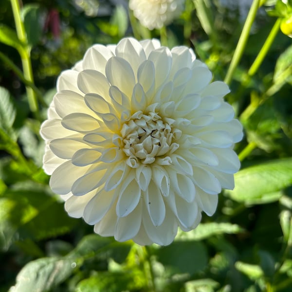 Dahlia White BoomBoom tubers Preorders