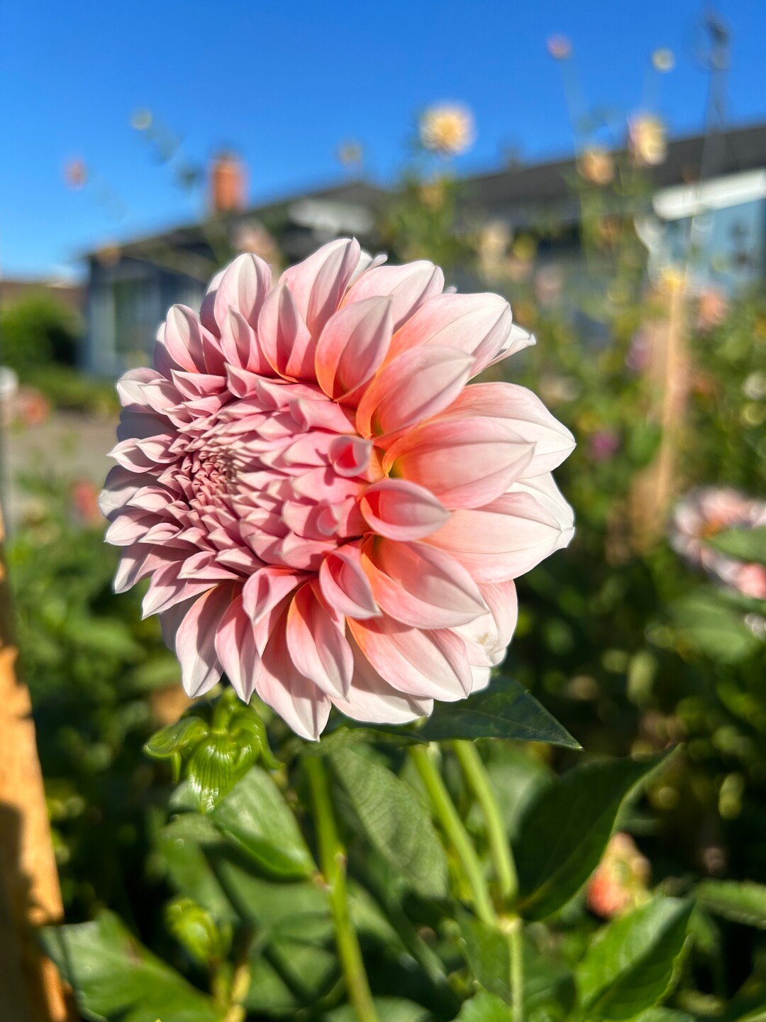 Dahlias Peaches Tuber Peach With White Ball Shape Dahlia Tubers Peach