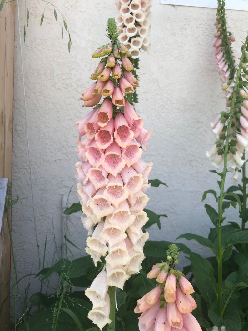 Digitalis Apricot Beauty Foxglove Apricot Seeds Dalmatian Etsy