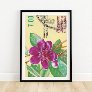 Lila Blütenblätter - Vintage Sri Lanka Kunst - Briefmarke Druck - Ästhetische Wandkunst - Briefmarke Wand Poster - Vintage Afrikanische Kunst