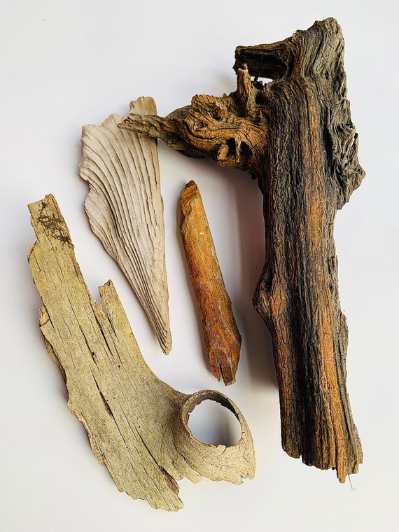 2 White Freshwater 2 Rusted / Various Specious 4 Pieces of Driftwood