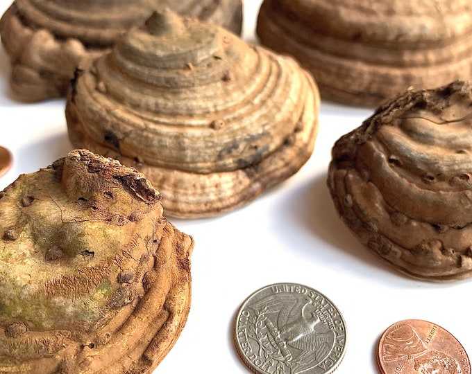 5 Shelf Mushrooms Brown C Size Range 2 4 Polypore, Shelf Fungus Etsy