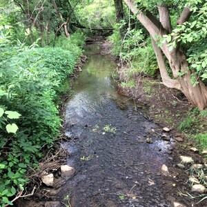 May include: A small stream flows through a lush green forest. The stream is surrounded by trees and bushes, and the water is clear and shallow. The stream bed is covered in rocks and pebbles.