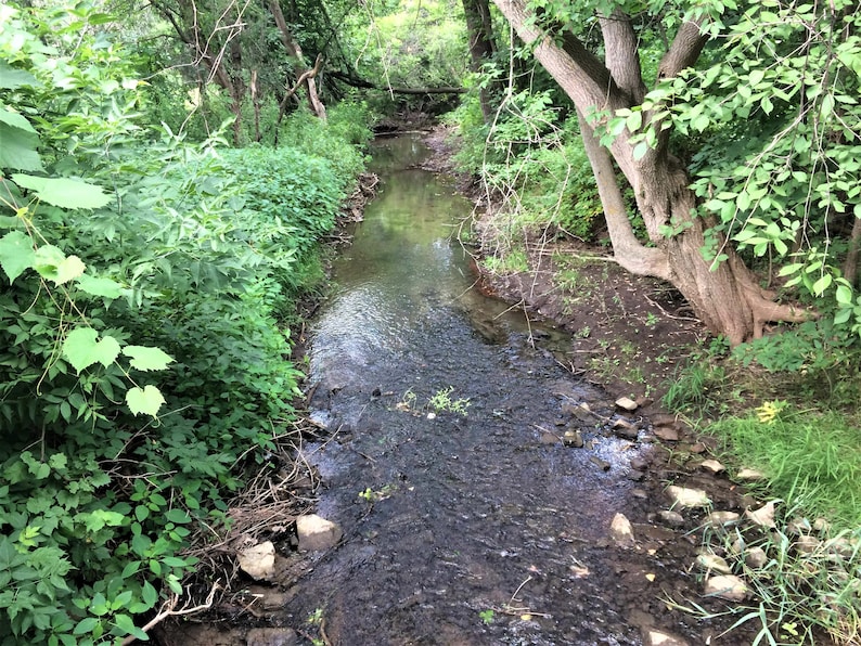 May include: A small stream flows through a lush green forest. The stream is surrounded by trees and bushes, and the water is clear and shallow. The stream bed is covered in rocks and pebbles.