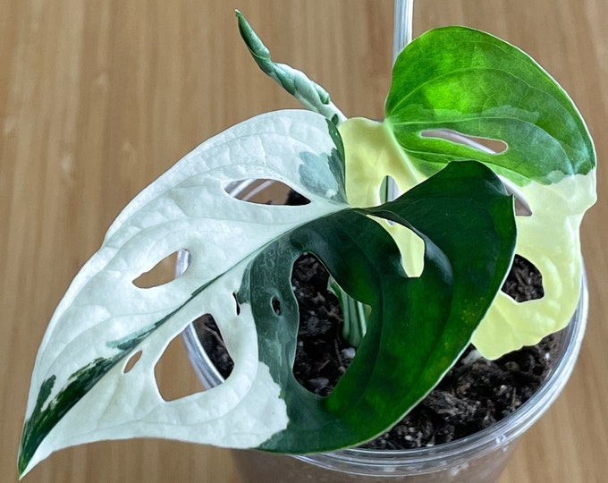 Variegated Monstera Adansonii Archipelago a Monstera Adansonii