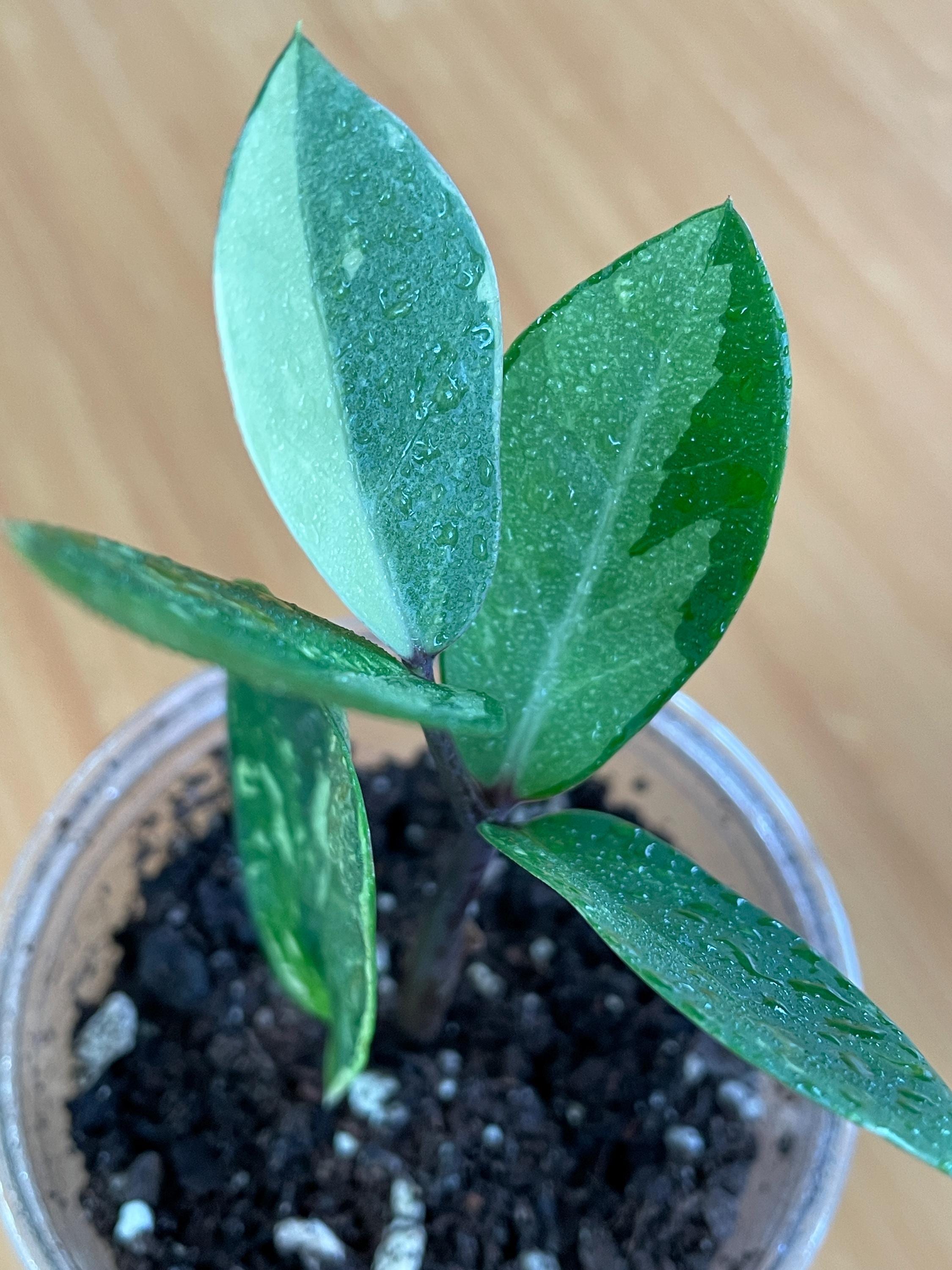 Zamioculcas Variegated - Etsy