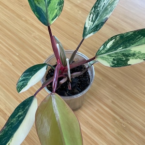 Philodendron Strawberry Shake -- an easy to grow plant with strawberry marbled variegation + reflective insulation