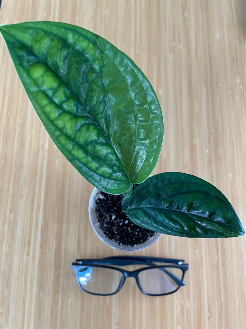 hot sale online Variegated Monstera Peru a Monstera