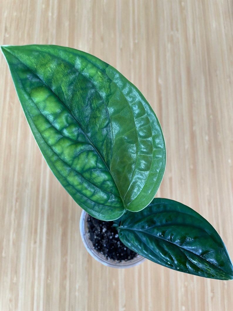 hot sale online Variegated Monstera Peru a Monstera