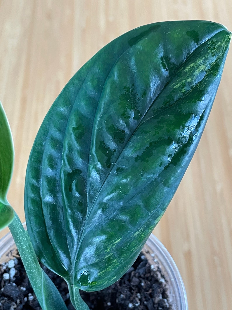 hot sale online Variegated Monstera Peru a Monstera