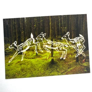 Op de afbeelding: Een ansichtkaart met een boslandschap met drie springende herten. De herten zijn wit omlijnd met witte stippen, tegen een achtergrond van een weelderig groen bos.