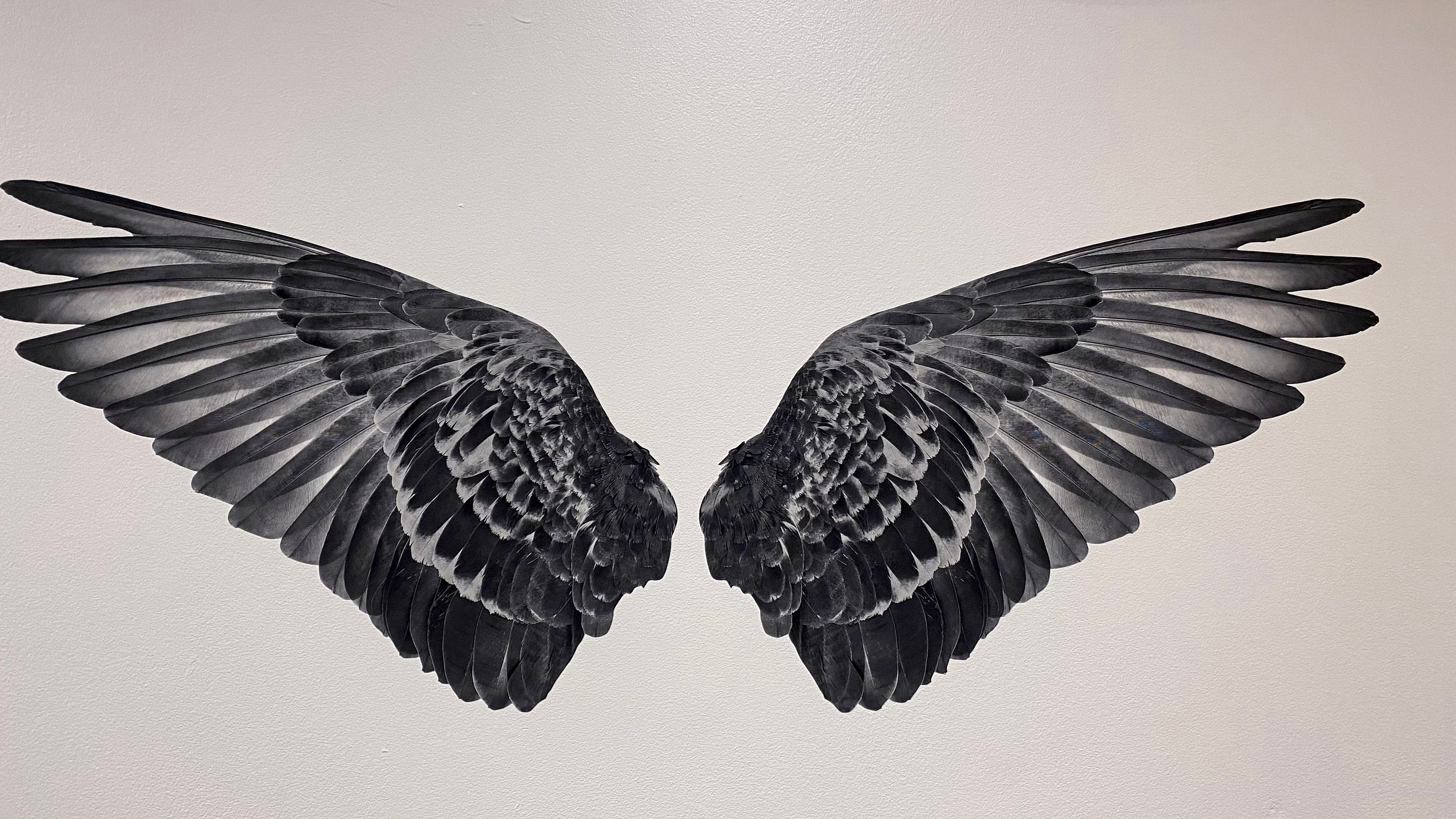 Black Wings Die Cut to Wings Wall Decals Bird Wings Raven Etsy