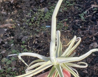 Tillandsia duratii