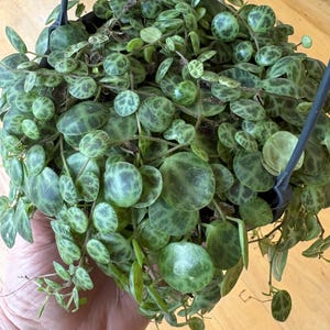 May include: A hanging String of Turtles plant with round, green leaves patterned with darker green markings. The plant is in a black hanging pot with a black metal hanger. The leaves are a mix of light and dark green.