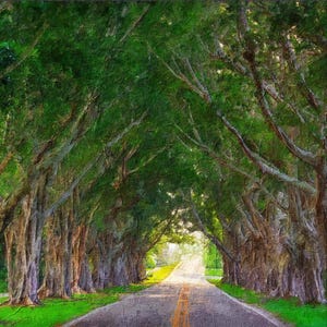 May include: An artistic rendering of a tree-lined road. The image features a road with a yellow center line, flanked by large trees with green foliage, creating a natural archway. The scene is bathed in sunlight.