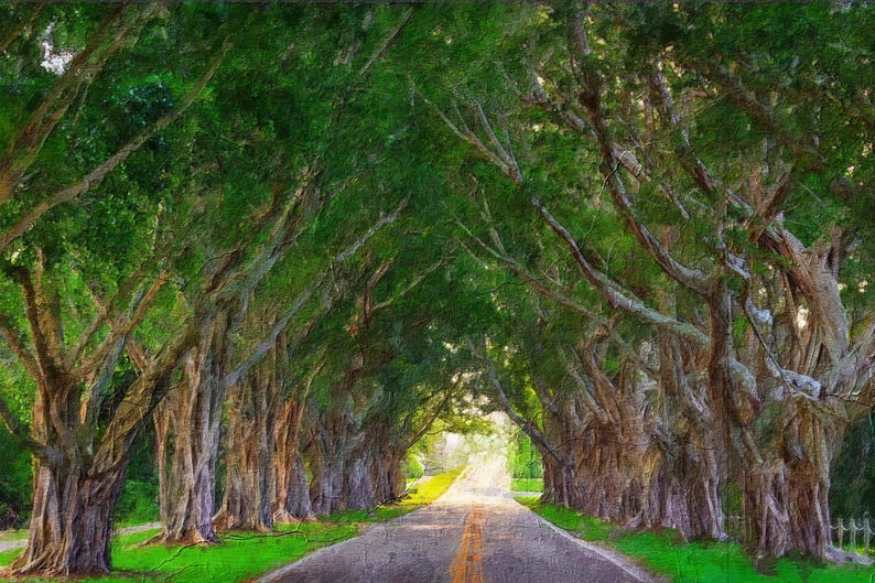 May include: An artistic rendering of a tree-lined road. The image features a road with a yellow center line, flanked by large trees with green foliage, creating a natural archway. The scene is bathed in sunlight.