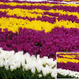 May include: A vibrant field of tulips in full bloom, showcasing rows of white, purple, and yellow flowers. The colorful display creates a striking visual pattern, evoking a sense of natural beauty and springtime. The image includes a smaller inset of the same scene.