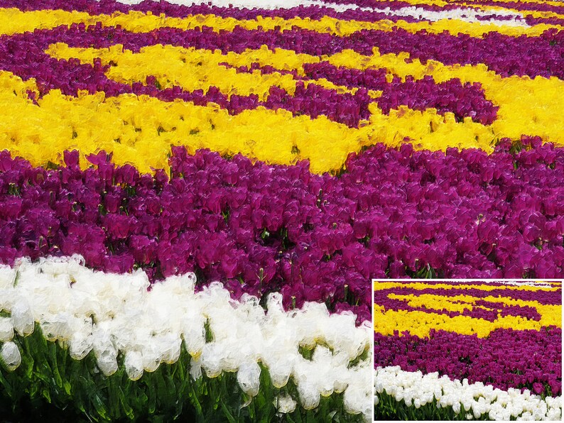 May include: A vibrant field of tulips in full bloom, showcasing rows of white, purple, and yellow flowers. The colorful display creates a striking visual pattern, evoking a sense of natural beauty and springtime. The image includes a smaller inset of the same scene.