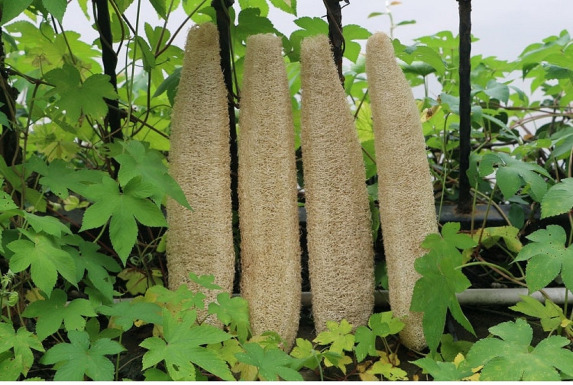 Long Bath Body Shower Sponge Scrubber Natural Loofah Luffa Etsy