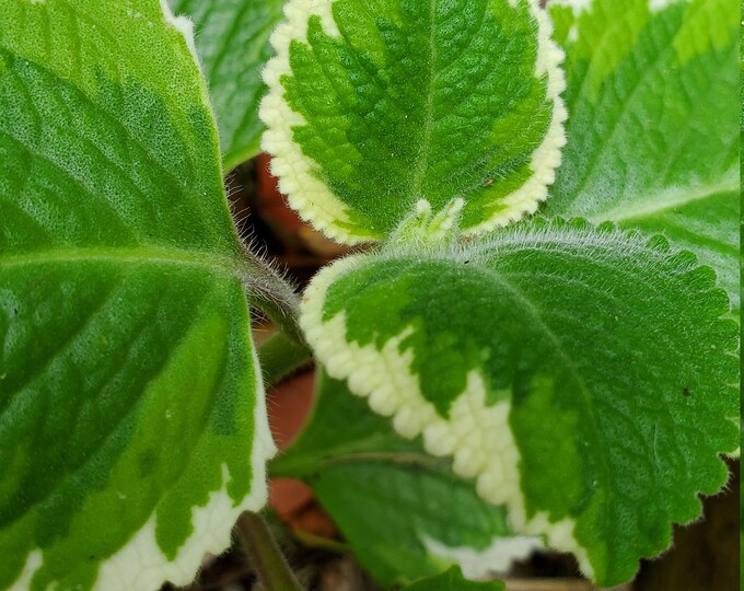 Cuban Oregano for Sale Online Quick Delivery in Bahrain