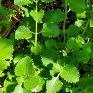 Coleus amboinicus 2 fresh cuttings/Cuban oregano/Mexican mint/ image 2