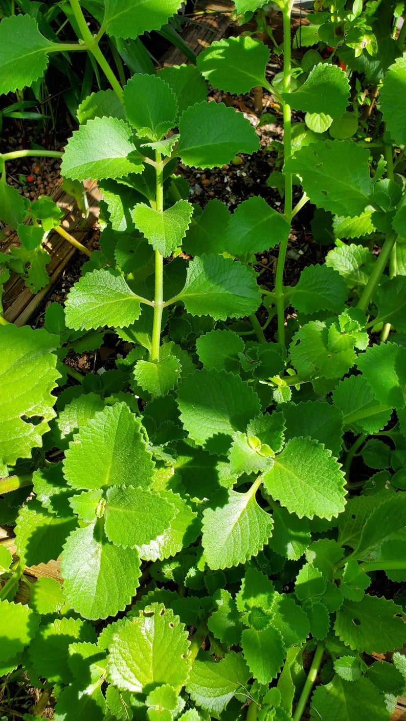 Coleus amboinicus 2 fresh cuttings/Cuban oregano/Mexican mint/ image 2