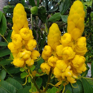 Senna Candlestick 80+ seeds/ Cassia alata Butterfly Host Plant