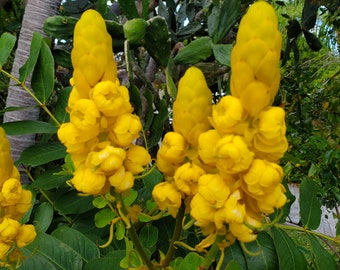 Senna Candlestick 50+ seeds/ Cassia alata Butterfly Host Plant