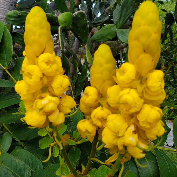 Senna Candlestick (Cassia alata) 40+ seeds/ Butterfly Host Plant