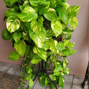 May include: A lush, vibrant pothos plant with large, heart-shaped leaves in shades of green and yellow. The plant is displayed in a decorative black metal plant stand, adding a touch of elegance to the space. The plant's trailing vines cascade down.