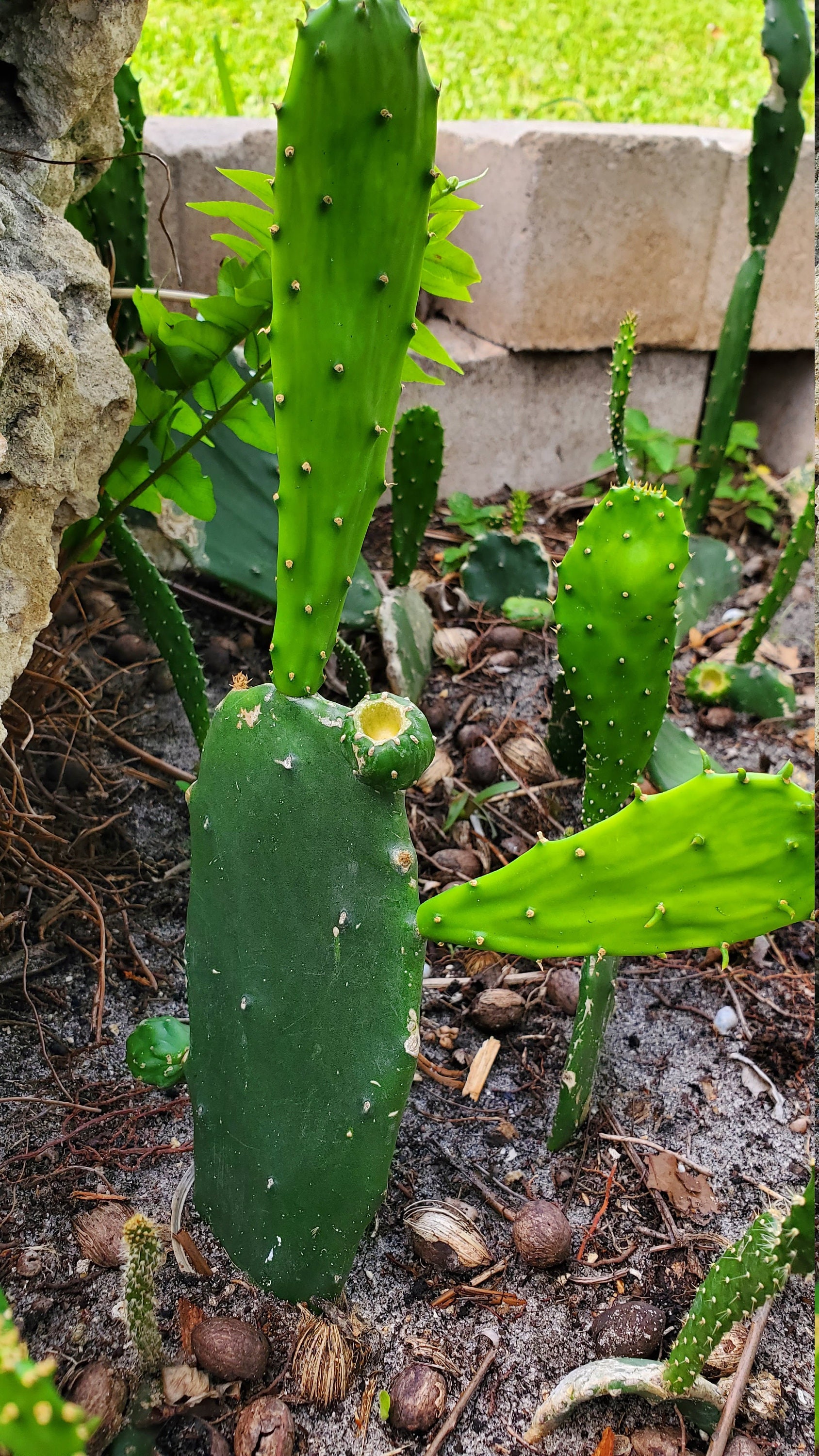 Beautiful Opuntia Thornless Cactus Rooted/ Prickly Pear / Etsy