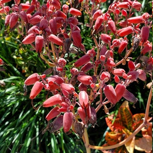Donkey ear plants / Kalanchoe gastonis-bonnieri