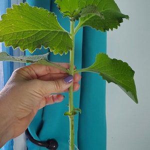 Coleus amboinicus 2 fresh cuttings/Cuban oregano/Mexican mint/ image 3