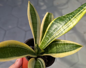 Variegated Snake Plant / Sansevieria Futura Superba / Easy Care