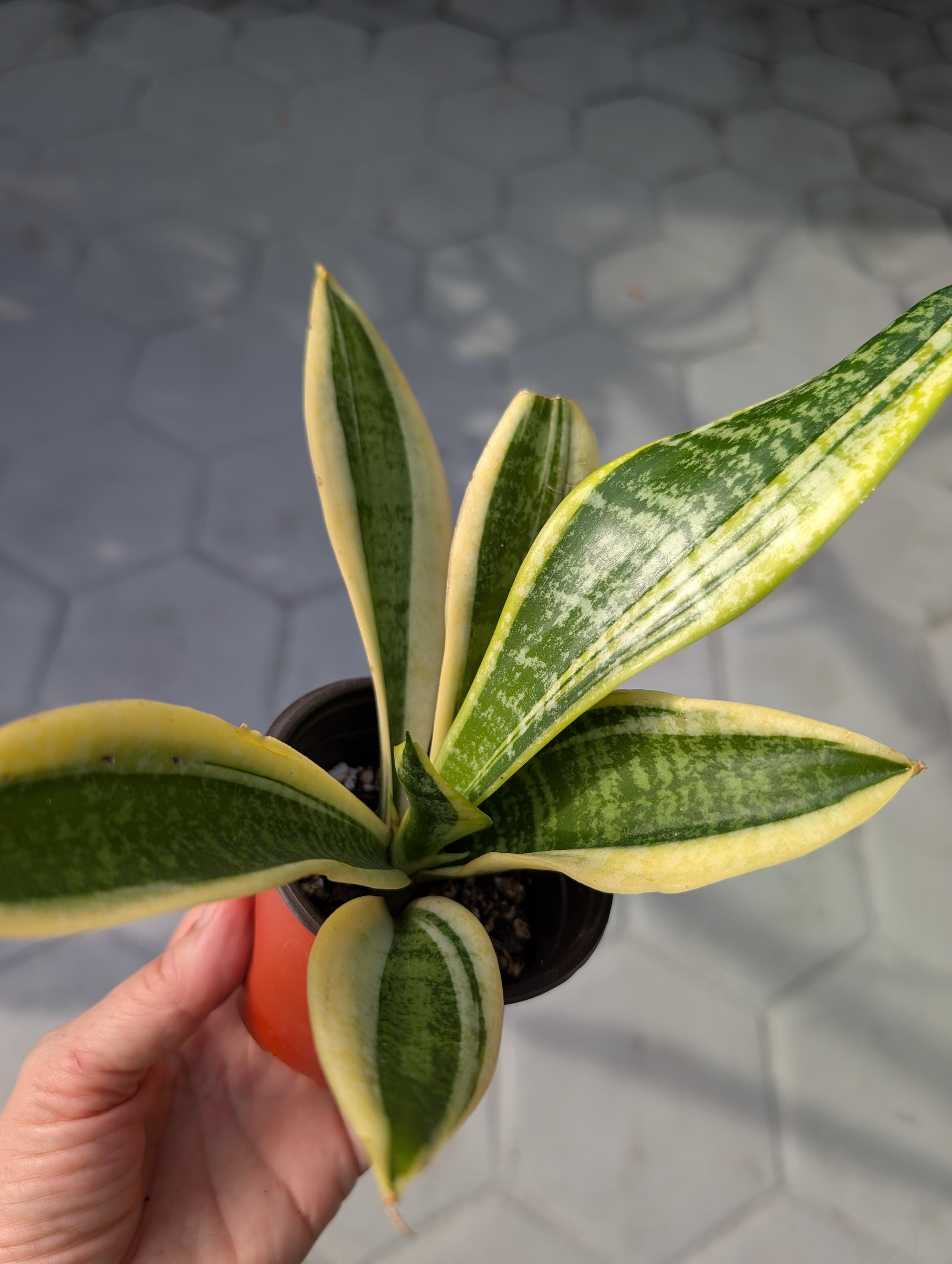 Variegated Snake Plant / Sansevieria Futura Superba / Easy Care